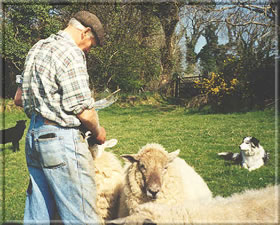Harold Leece - a Manx farmer with his sheep